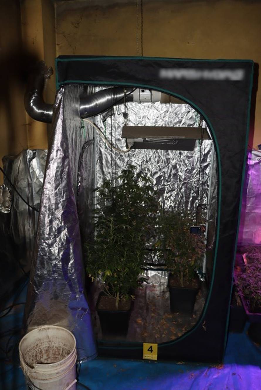FOTO Muškarac (44) u stanu u Zagrebu uzgajao marihuanu: 'Imao je 226 stabljika konoplje'