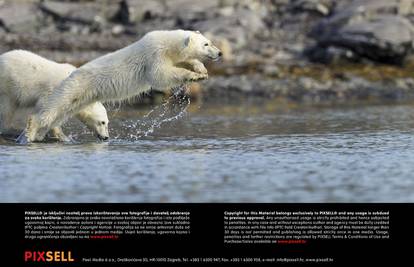 'Preživio sam Nadana':  Polarni medvjedi sada mogu odahnuti