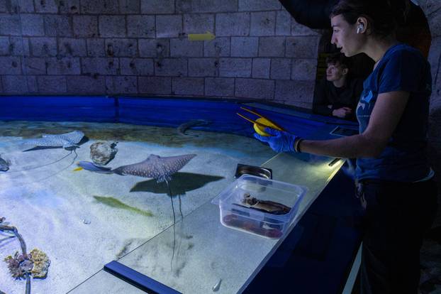 Pula: Novopristigle vrste raža Pjegavi golub u Pulskom akvariju