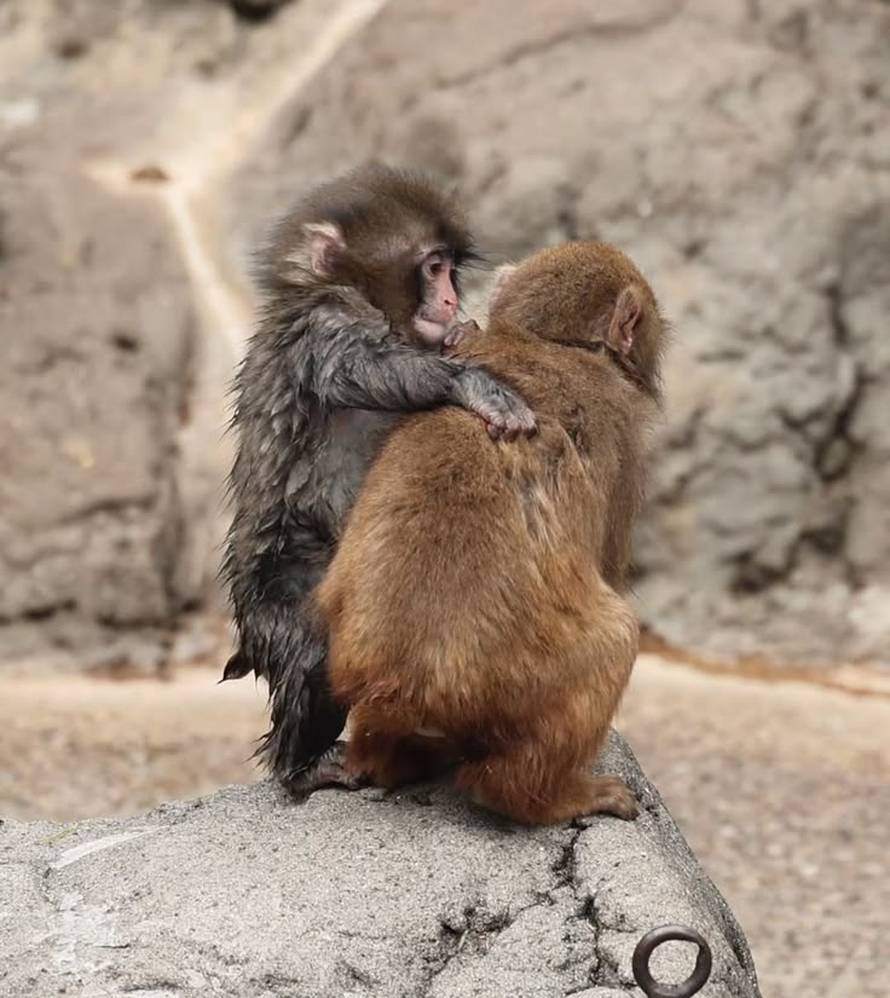 VIDEO Majmun Punch potukao se s većim od sebe - zbog cure!