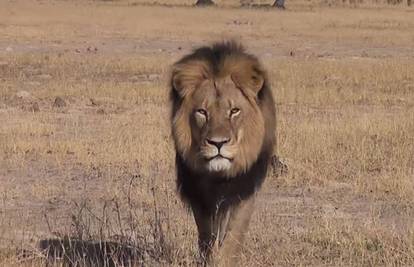 Ubio legendarnog lava Cecila: Internet se 'osvećuje' ubojici
