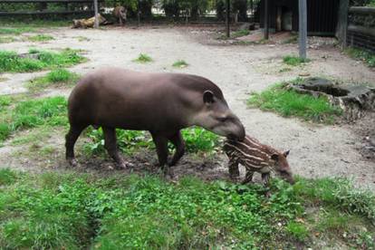 Tapir Boni novi je stanovnik zagrebačkog Zološkog vrta