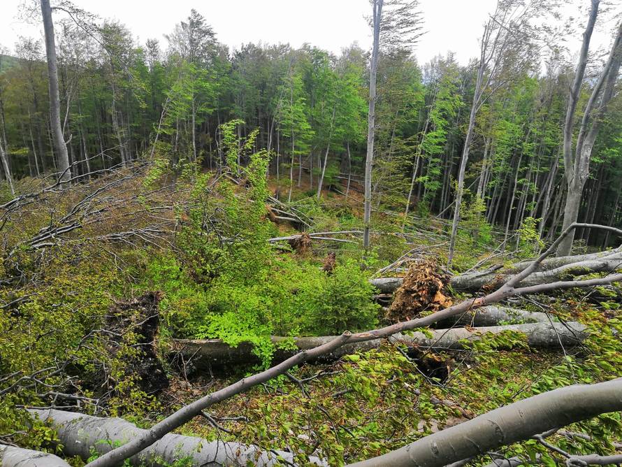 Prizor katastrofe: Oluja srušila stotine stabala na Medvednici