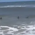 Dramatična snimka: Morski psi doplivali do samog plićaka gdje su se djeca igrala u moru