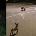 VIDEO Lisica u centru Krka: 'U jednom trenutku nas je počela loviti, moj pas joj je bio plijen...'