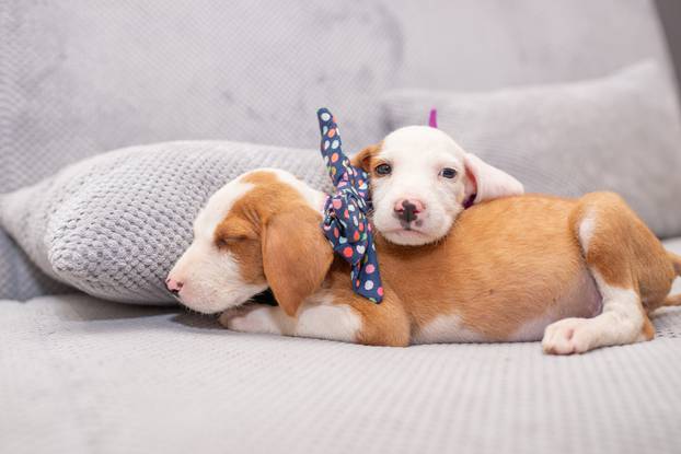 Puppies with bow ties