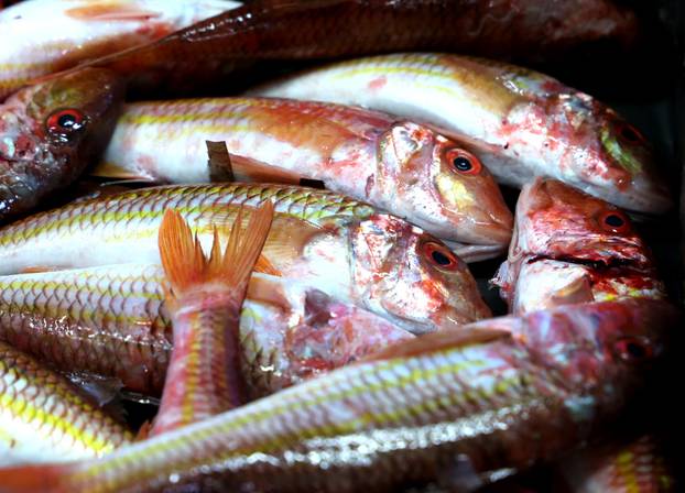 Šibenik: Ponuda ribe na šibenskoj ribarnici