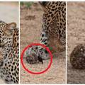 Ovaj video je hit! Leopard u čudu gleda kukca kako gura kuglicu izmeta: 'Sizifov posao'