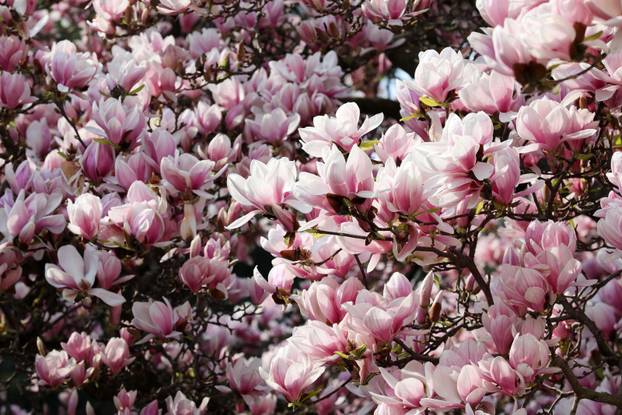 24sata Pula: Magnolija obitelji Borščak u Puli