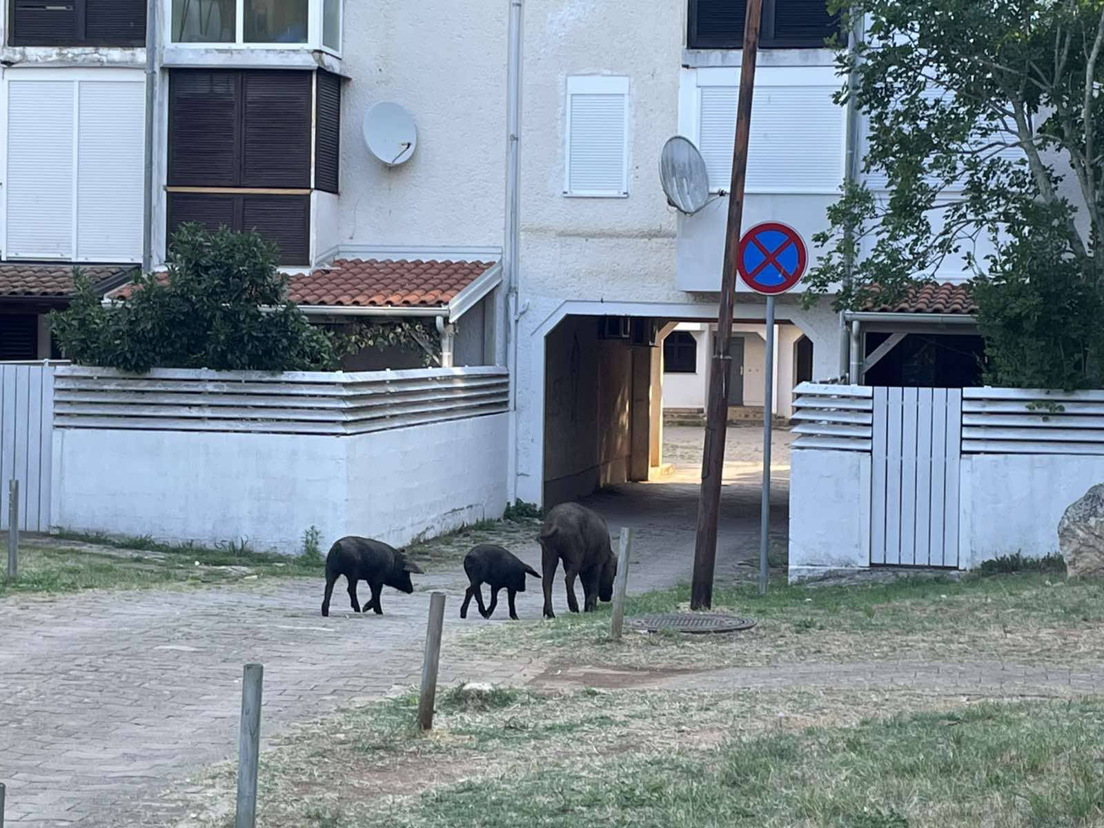 VIDEO Svinje doručkovale u Poreču: 'Prvo sam mislila da je to pas, kad ono, tri praščića'