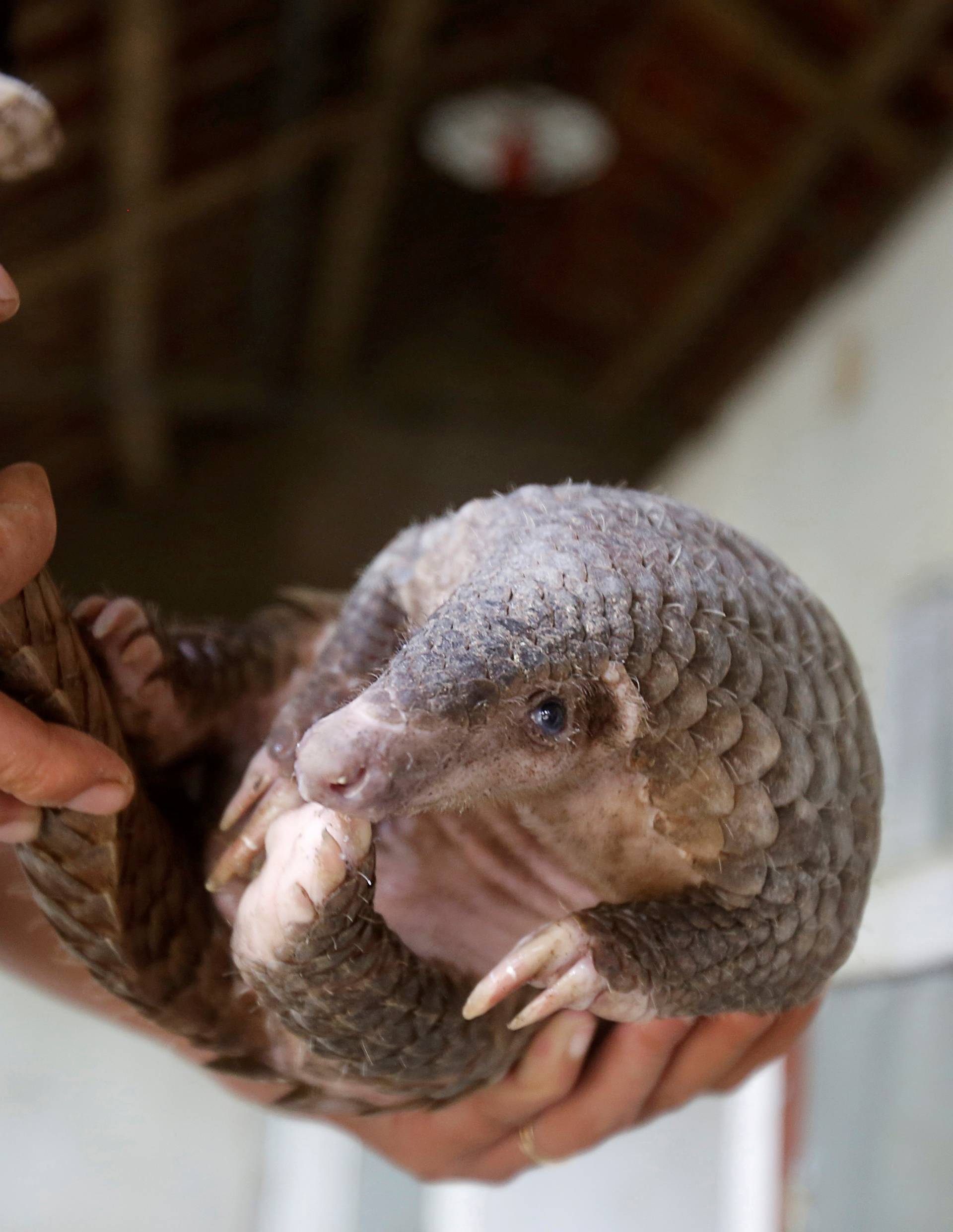 FILE PHOTO: A man holds a pangolin at a wild animal rescue center in Cuc Phuong, outside Hanoi, Vietnam