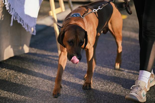 Zagreb: Špica plac na Trešnjevačkoj tržnici