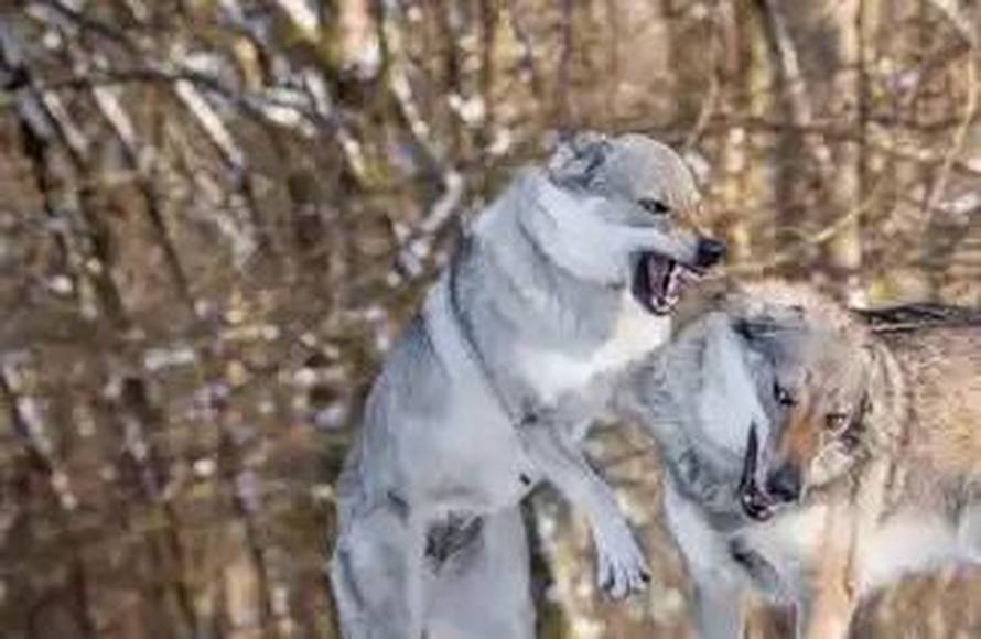 Ni uzgajivač čehoslovačkog vučjeg psa nije siguran! 'Teško je procijeniti radi li se o vuku...'
