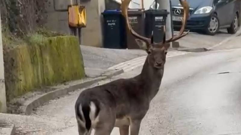 VIDEO Oprez, jelen na cesti! Mužjak se skita po Šestinama, ne smetaju mu ni automobili
