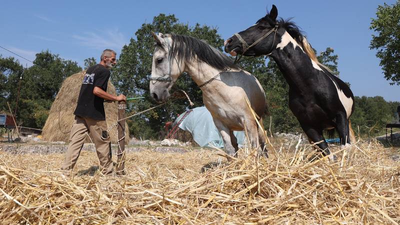 FOTO Zazveckali srpovi, odjeknula kopita: U Bakotama oživjeli stare običaje