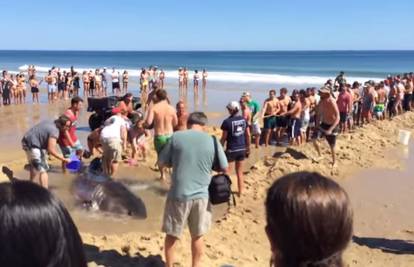 Nasukao se na plaži: Kupači morskog psa odvukli u more