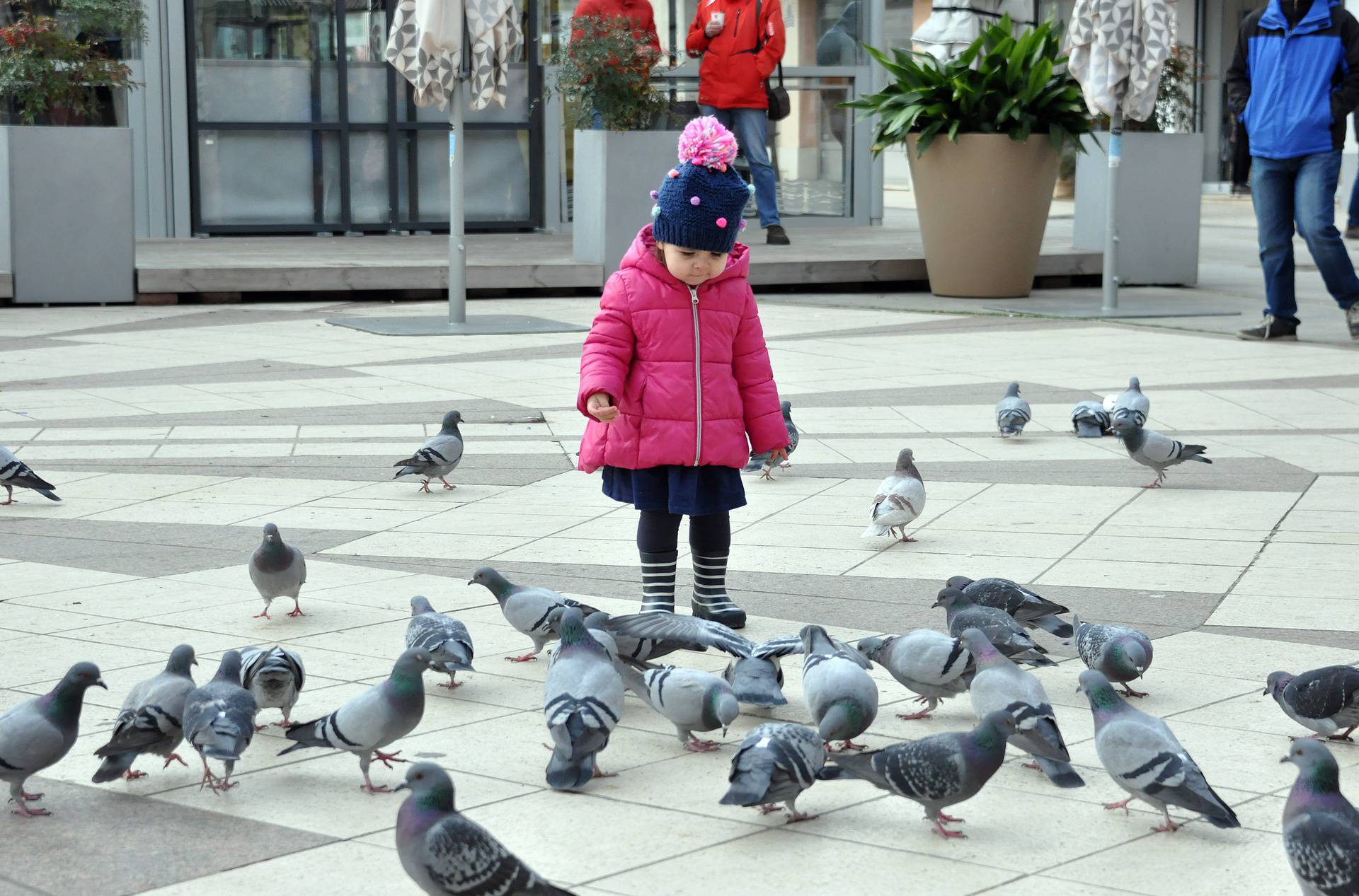 Pula: U centru grada golubovi su od prolaznika 'dobili ručak'