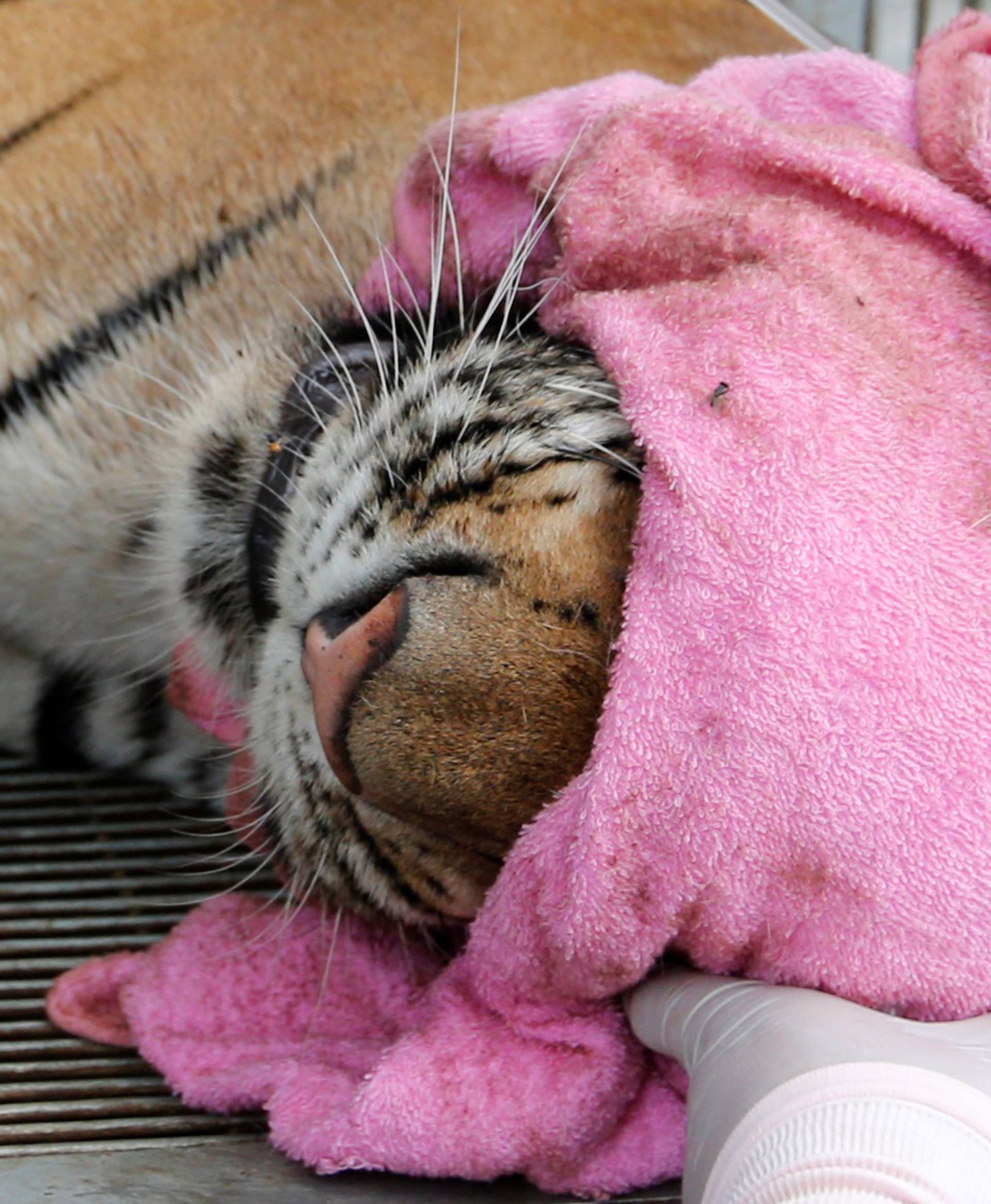 A sedated tiger is seen in a cage as officials continue moving live tigers from the controversial Tiger Temple, in Kanchanaburi province