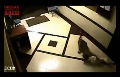 Šokantno: Leopard se ušuljao u zgradu i brutalno napao psa
