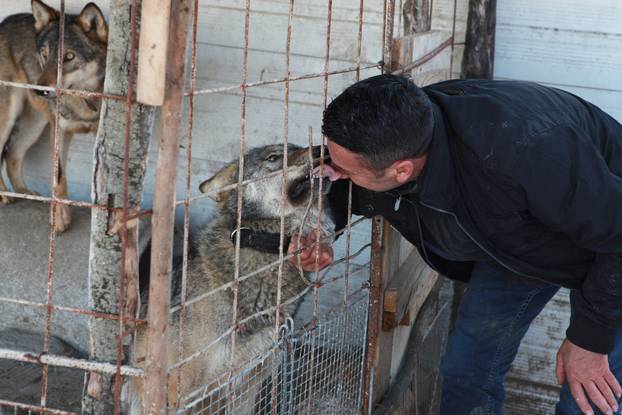 Rexha plays with his wolf 