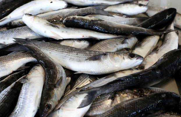 Šibenik: Ponuda ribe na korizmeni petak