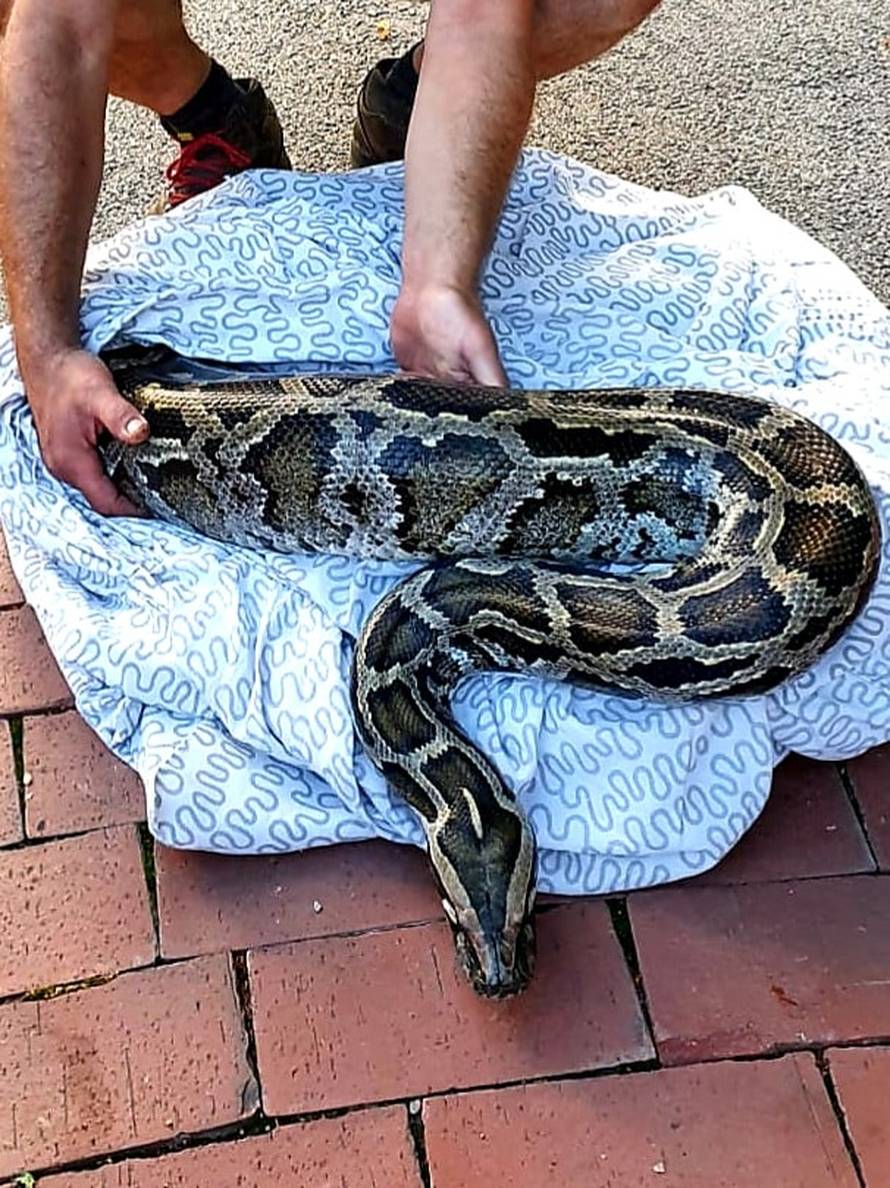 Impresivni primjerak na Jarunu: Uhitili muškarca pa mu u stanu našli pitona dugog 5,5 metara!