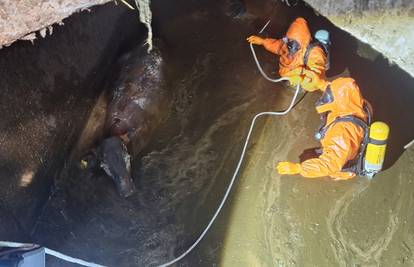 Luda intervencija na farmi: Krava upala u gnojnicu, do nje su išli u 'svemirskim odijelima'