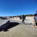 Više od 100 kitova nasukano na obali Australije, spašavaju ih