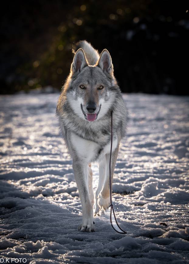 GALERIJA Nastali su od vukova, rođaci su Nazgula s Olimpijskih igara i žive kraj Velike Gorice!