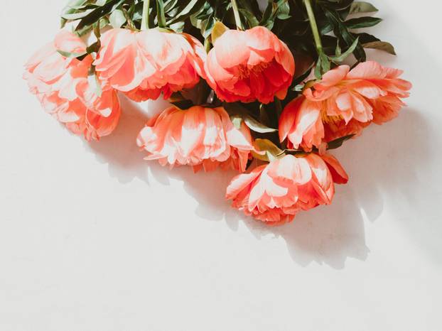 Posadite ovo cvijeće i svake godine imat ćete prekrasan vrt