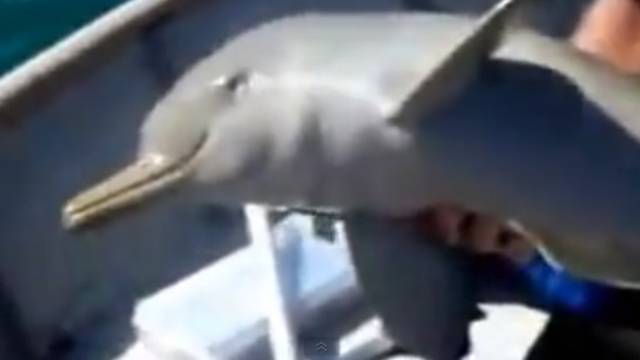 Spasili delfina, a on im zahvalio veselim skokom