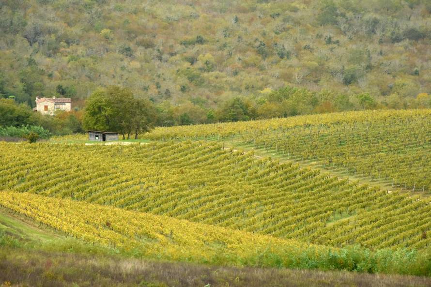 Vinarija Tomaz u Motovunu