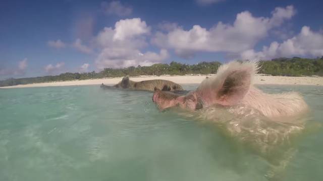 Pomor svinja na Bahamima: Turisti ih otrovali alkoholom?