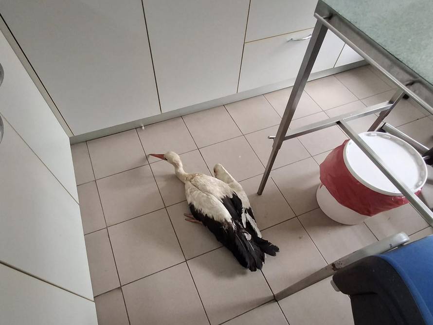 FOTO Zagrebački ZOO spasio je bijelu rodu zapetljanu u mreži na Jakuševcu: 'Roda u nevolji!'