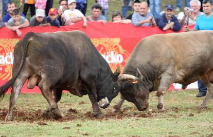 Jakovina će zabraniti borbe bikova u Dalmatinskoj zagori?