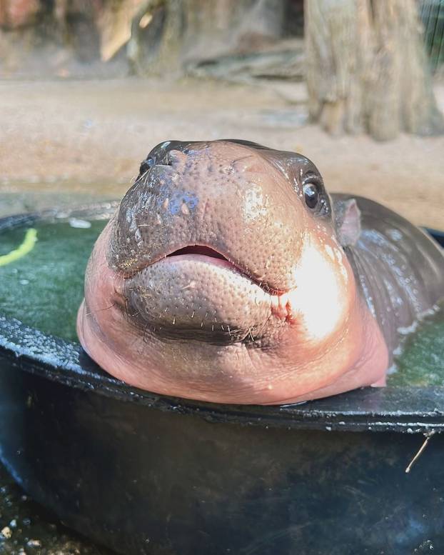 FOTO Predozirajte se slatkoćom: Ovo je Lololi. Patuljasti nilski konj i zvijezda zoološkog vrta