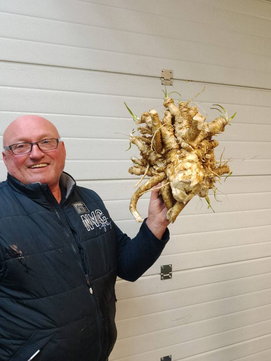 VIDEO U vrtu kraj Jaske iskopao divovski hren: 'Ima više od 4 kg, ovo još nisam doživio'