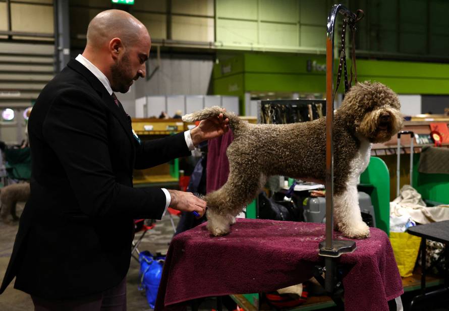 A dog owner grooms his Lagotto Romagnolo on the first day of the Crufts dog show in Birmingham
