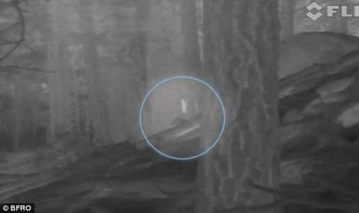 Bigfoot u bijegu: Čuveni video  potragu odveo u Novi Meksiko