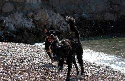 Vrijeme je za kupanje: Ovo su plaže na kojima su psi poželjni