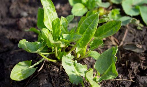 Ova biljka je pravo &ccaron;udo: Svi je gaze, a zapravo je puna zdravlja