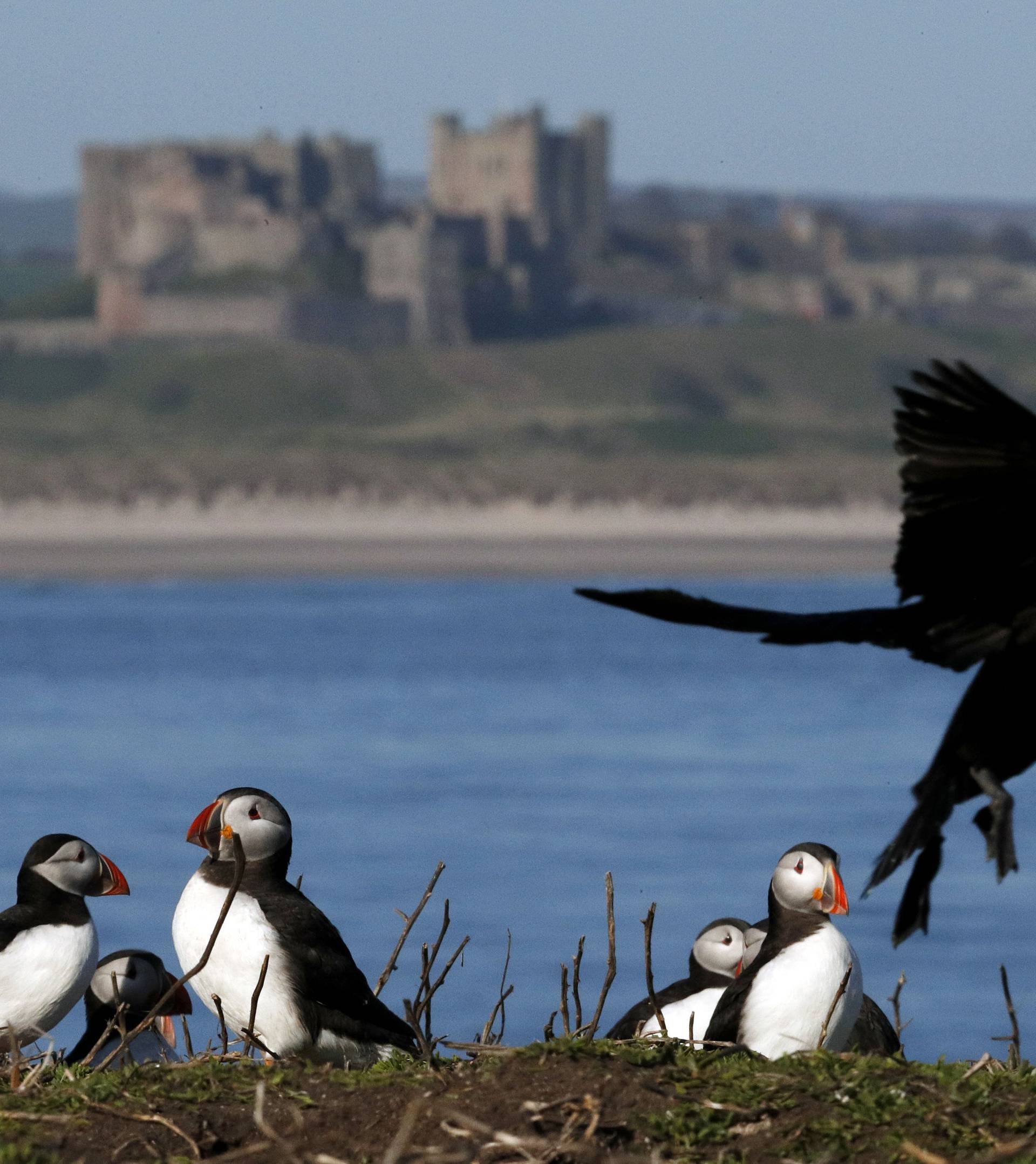 Birds on Farne Islands