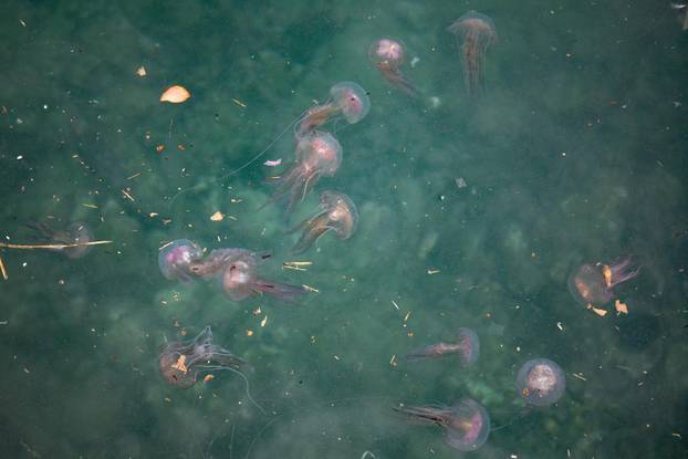 Duborvnik:  S jugom i ciklonalnim vremenom uz nanose smeća stigla je  i najezda meduza