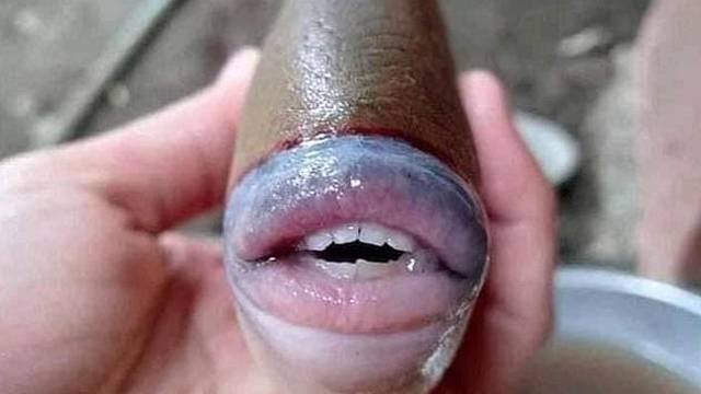 Riba sa seksi usnama i bijelim zubima postala hit na mrežama
