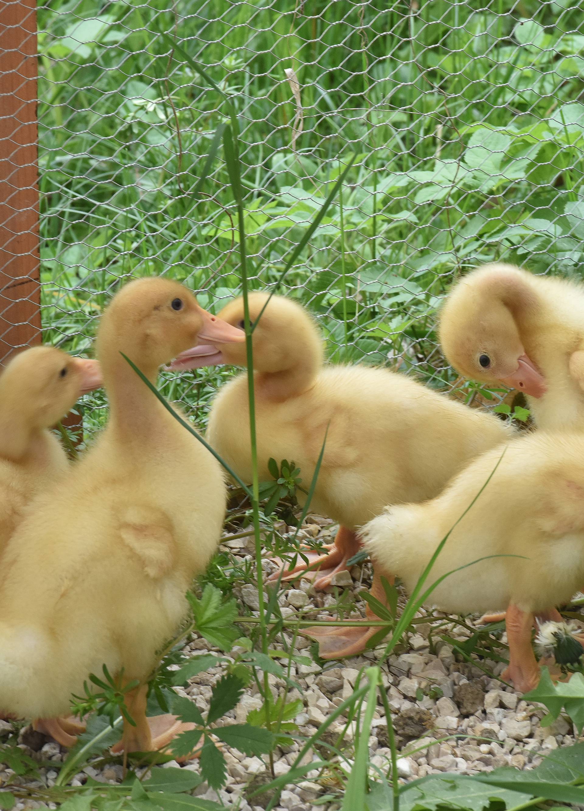 Kupila patke i spasila ih od lonca, a čuvaju ih psi iz azila