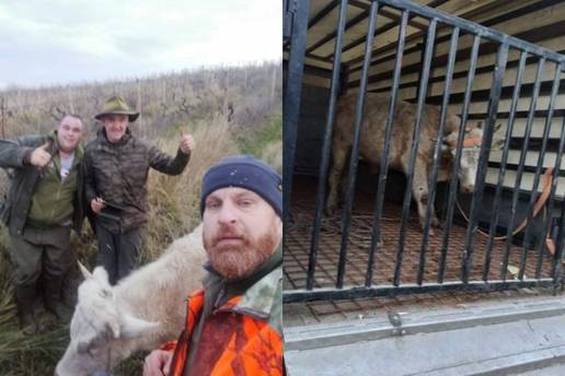 Uhvaćen bik Joza: Prije 14 dana pobjegao je iz klaonice, ali ipak neće završiti kao kobasica