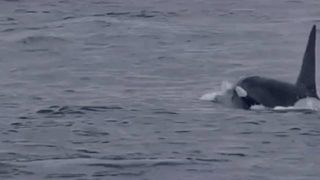 Fotografkinja se rasplakala: Nakon čak četiri dana potrage pronašla orke na obali Škotske
