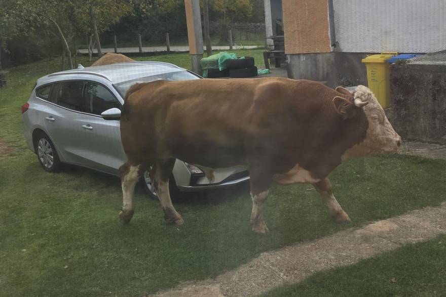 Usmrtili su bika koji terorizira ljude u Gračacu: 'Luta bez nadzora, opasan je za okolinu!'