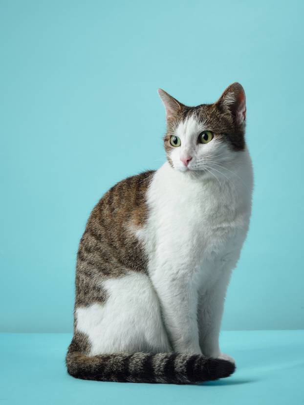 cat with vivid green eyes is attentively poised against a blue background. 