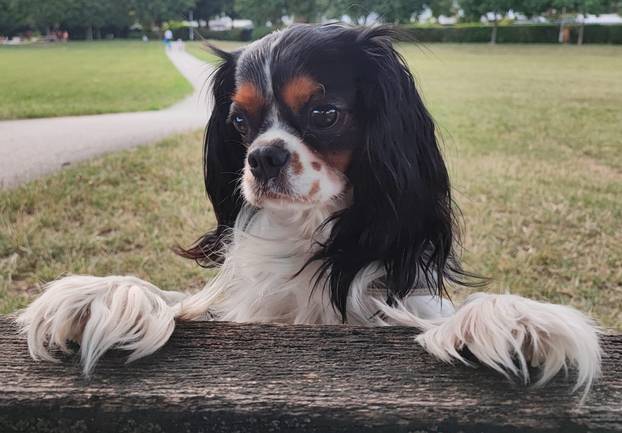 SUPER FOTKE vaših ljubimaca! Neki bi mogli biti viralni hit, ali svi su jednostavno neodoljivi